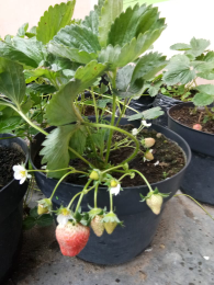 bibit strawberry