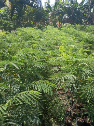 BiBit Pohon Sengon