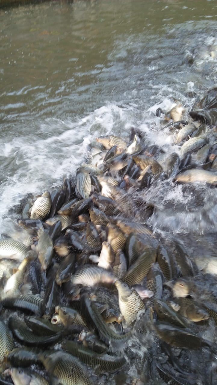 IKAN MAS kualitas air deras subang. siap antar.