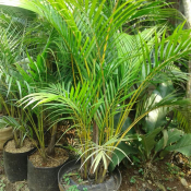 jual pohon palem kuning 