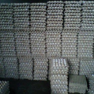 Jual telur bebek dan telur ayam negri