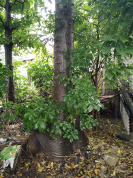 pohon kaki gajah