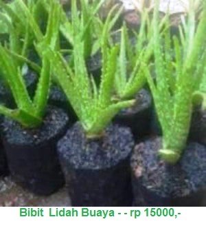 Borneo  Lidah  Buaya