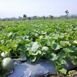 Plastik Mulsa Hitam Perak Merk KUDA Berkualitas 