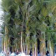 jual pohon palem kuning