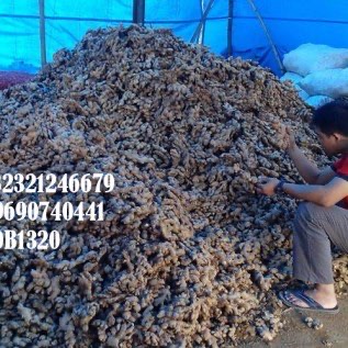 Jahe gajah fresh dan kering suplay lokal dan ekspor