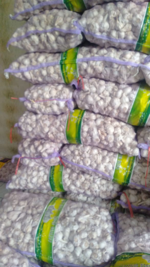 bawang putih sincou dan cating