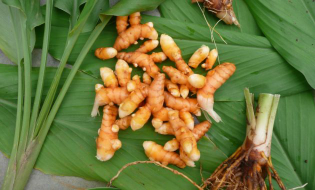Jual Hasil Pertanian dan Perkebunan