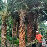 jual pohon palem kenari 