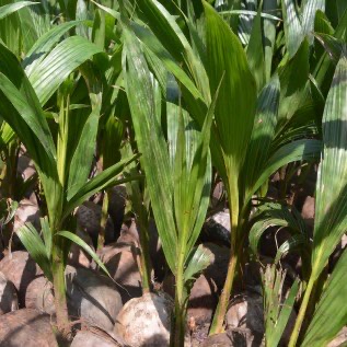Bibit Kelapa Ganjah , Kelapa Hibrida super murah di lokasi pembibitan bibit