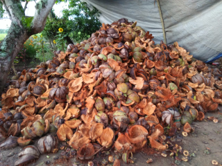 Jual Kulit Kelapa/Sepet