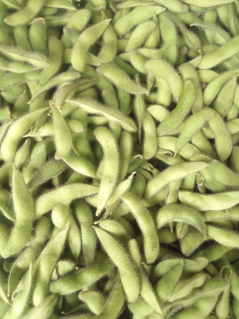 edamame kacang kedelai jepang