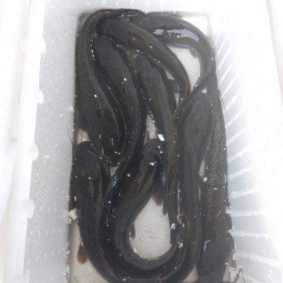 INDUKAN IKAN LELE