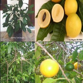 Abiu (Pouteria caimito Radlk.)