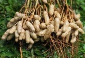 kacang tanah basah