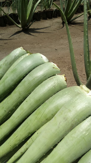 Lidah Buaya , Jual Di Kebun