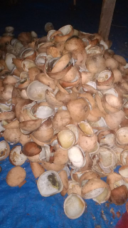 kopra