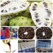 sari mengkudu fermentasi