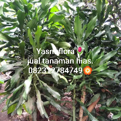 jual hanjuang ijo 