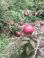Bibit Kelengkeng Merah