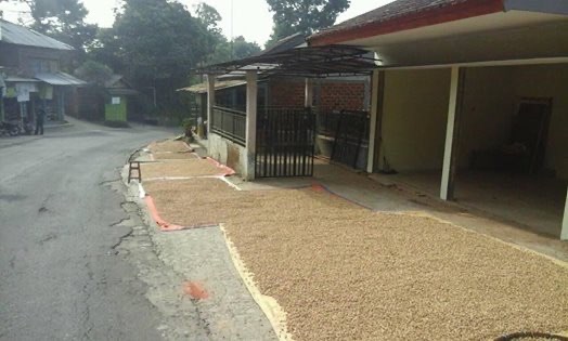kapulaga kering sukabumi
