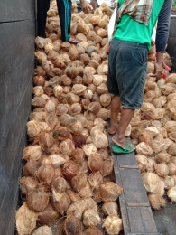 kelapa tua