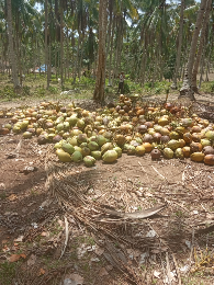 kelapa tua rood