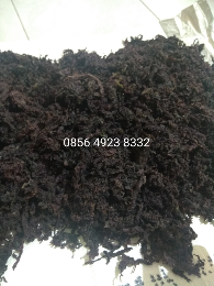 Rumput Laut Leminti / Ci Cai/ Ci Chai / CiChai