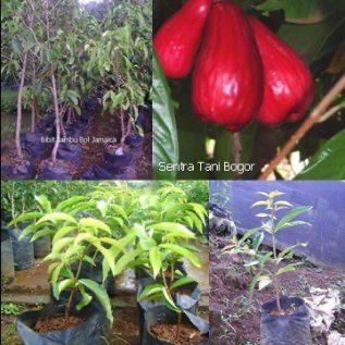 Jambu Bol Jamaika