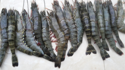 Jual Udang Pancet