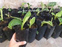 Jual Bibit Pisang Cavendish di Kota Medan