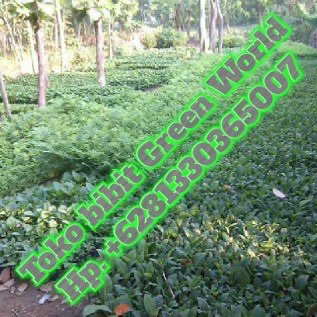 Jual bibit/biji Jabon,Akasia,dll