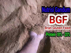 BGF / nutrisi gandum