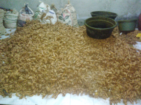 temulawak & temuireng