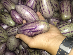 Jual pepino