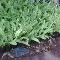 jual pohon soka orange 