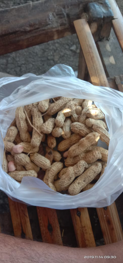 kacang tanah