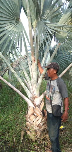 jual pohon palem bismarkia