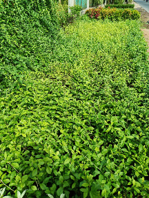 jual pohon likuanyu dan jasa pasang taman