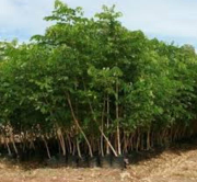 jual pohon trembesi.dll