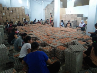 Telur Ayam Negeri Super