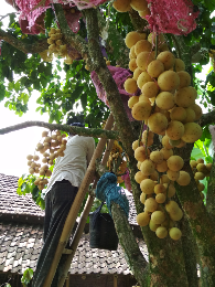 Duku sumber Kudus