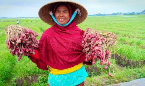 BAWANG MERAH BREBES