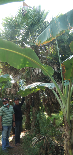 jual pohon pisang kana 