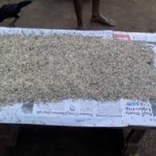 JUAL bibit kroto semut rang rang Jakarta
