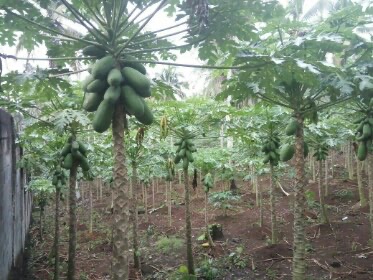 Jual Pepaya California
