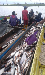 ikan patin