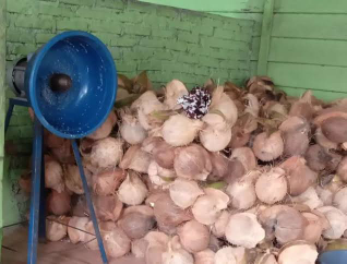 KELAPA BATUBARA SIAP JADI SUPPLIER SETIAP HARI/MINGGU