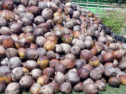KELAPA PARUT, KOPRA, ARANG BATOK