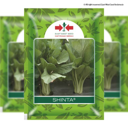 BENIH BIBIT SAWI CAISIM SHINTA 25GRM | 2000 SEEDS